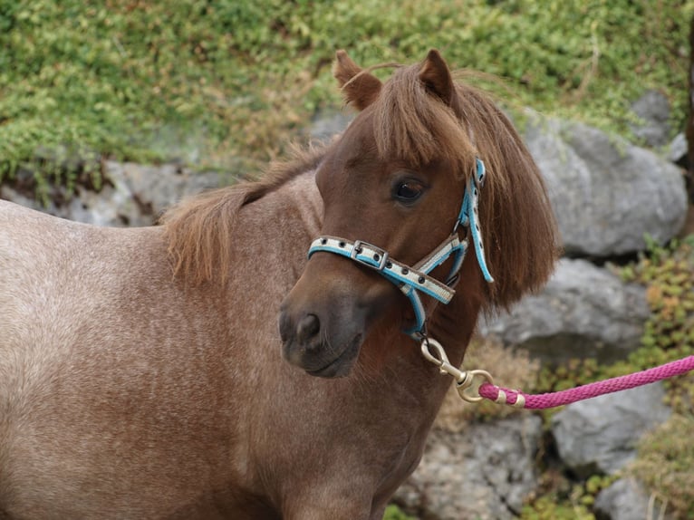 Mini poney Shetland Jument 6 Ans 87 cm Rouan Rouge in Gähwil