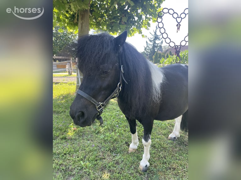 Mini poney Shetland Jument 6 Ans  in Wildon