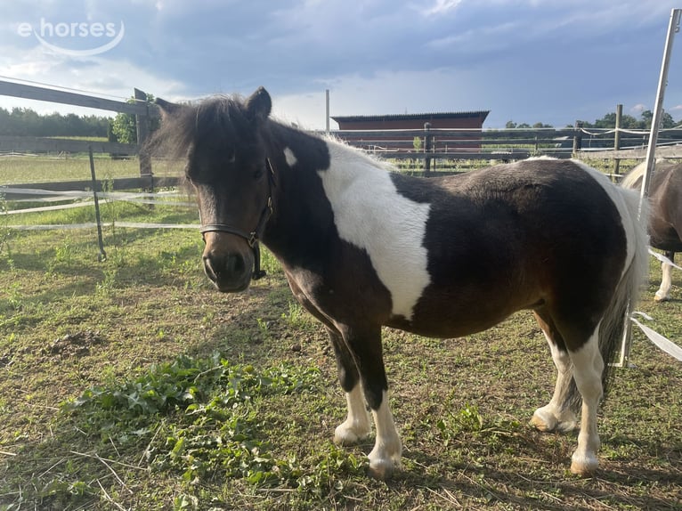 Mini poney Shetland Jument 6 Ans  in Wildon