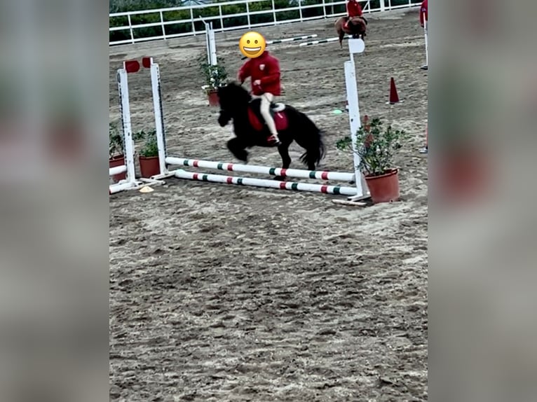 Mini poney Shetland Jument 7 Ans 101 cm in Giardini Naxos