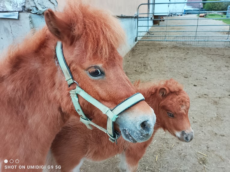 Mini poney Shetland Jument 7 Ans 80 cm Pinto in Unterschneidheim