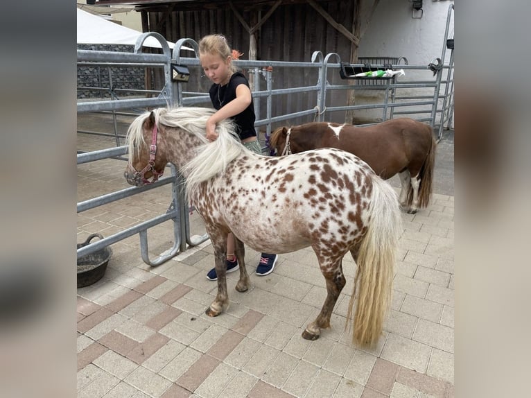 Mini poney Shetland Jument 7 Ans 85 cm Léopard in Michelau in Oberfranken