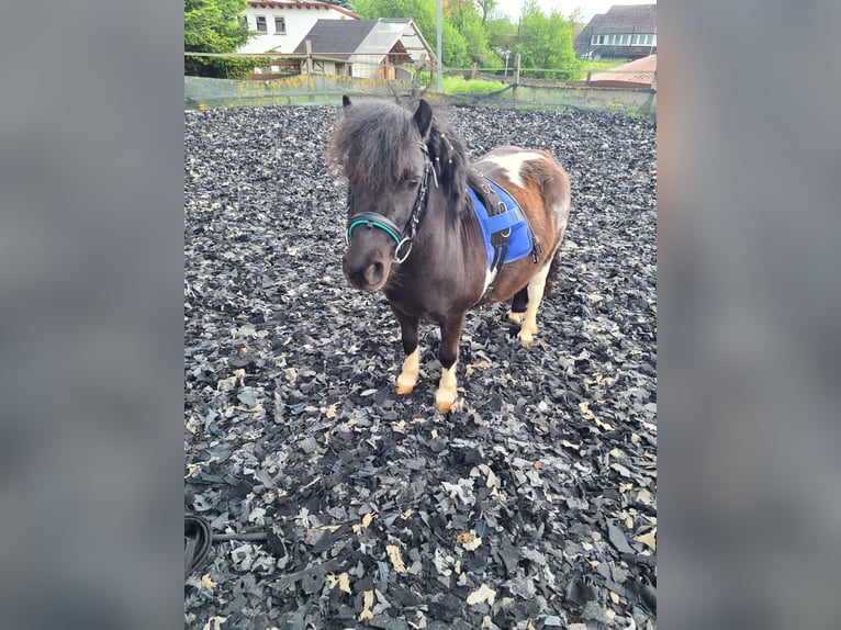 Mini poney Shetland Jument 7 Ans 85 cm Pinto in Twistetal
