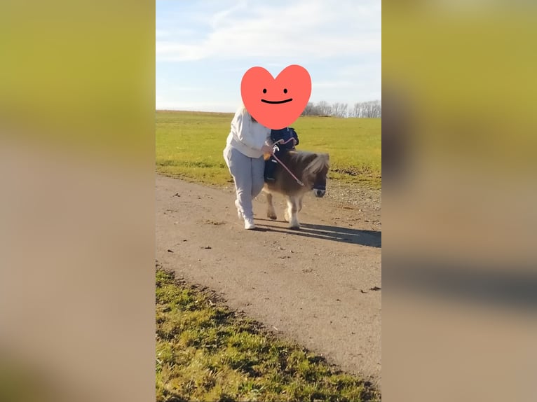 Mini poney Shetland Jument 7 Ans Pinto in Hüfingen