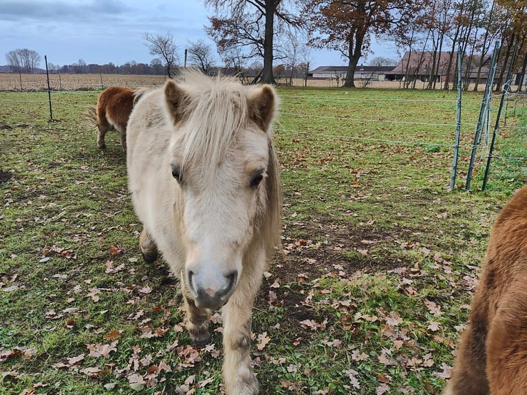 Mini poney Shetland Jument 8 Ans 83 cm Bai in Wagenfeld