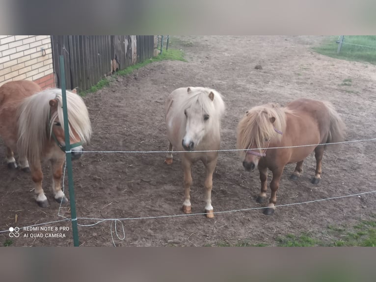 Mini poney Shetland Jument 8 Ans 83 cm Bai in Wagenfeld