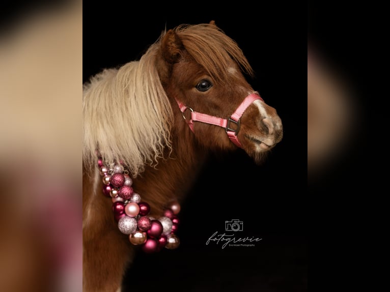 Mini poney Shetland Jument 8 Ans 83 cm Pinto in Bodendorf