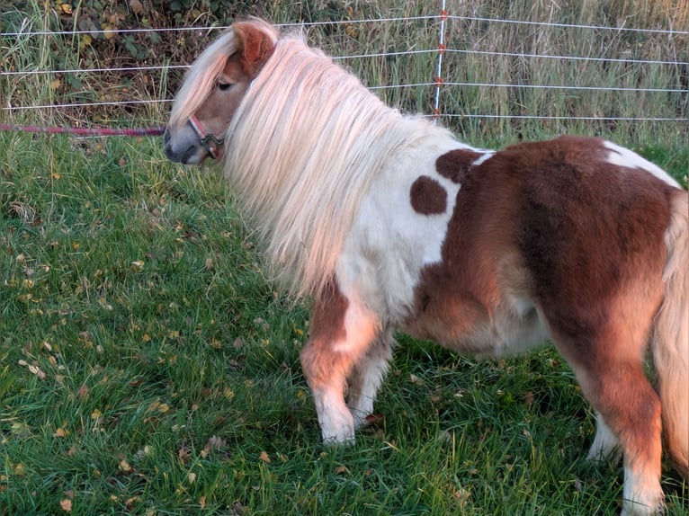 Mini poney Shetland Jument 8 Ans in Neustadt (Wied)