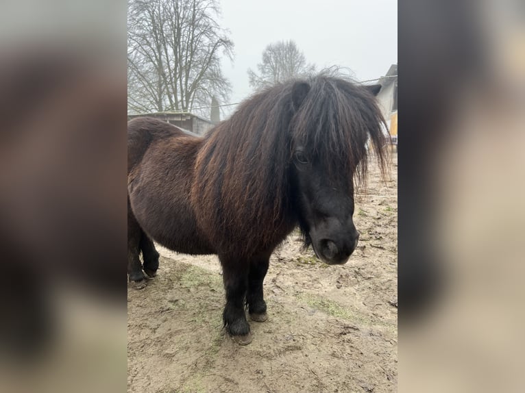 Mini poney Shetland Jument 8 Ans Noir in Fuldatal