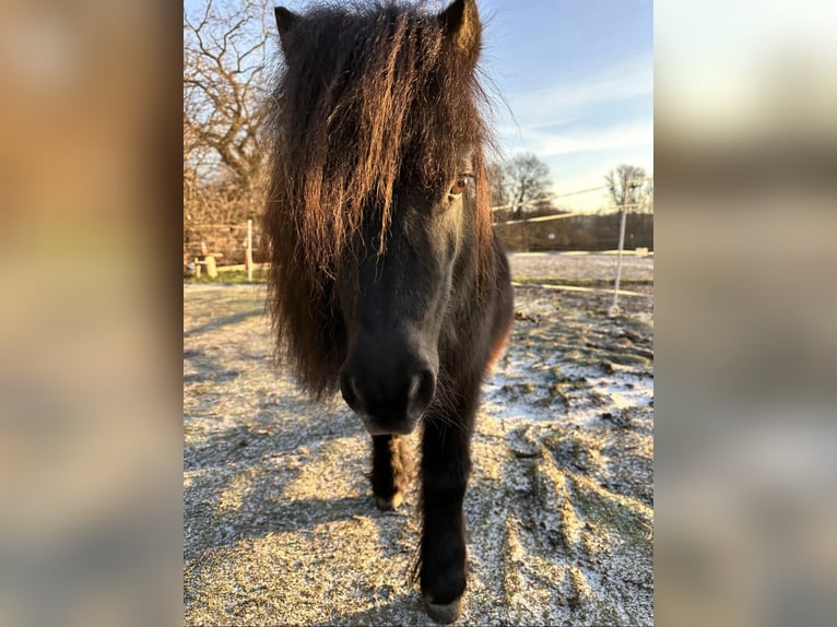 Mini poney Shetland Jument 8 Ans Noir in Fuldatal