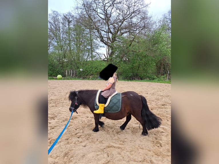 Mini poney Shetland Jument 8 Ans Noir in Fuldatal