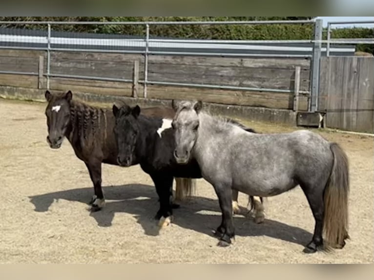 Mini poney Shetland Jument 9 Ans 72 cm Noir in Langerringen