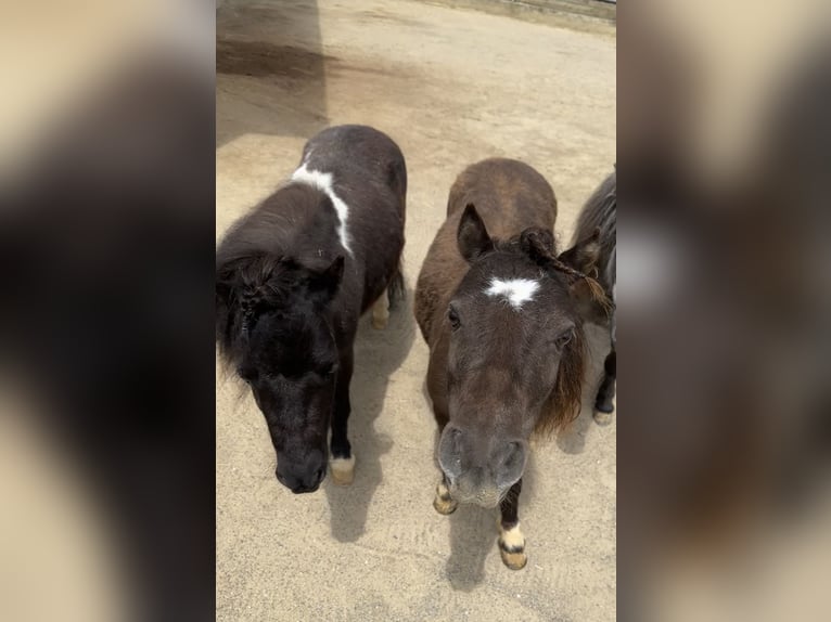 Mini poney Shetland Jument 9 Ans 72 cm Noir in Langerringen