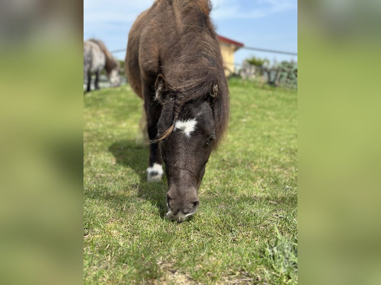 Mini poney Shetland Jument 9 Ans 72 cm Noir in Langerringen