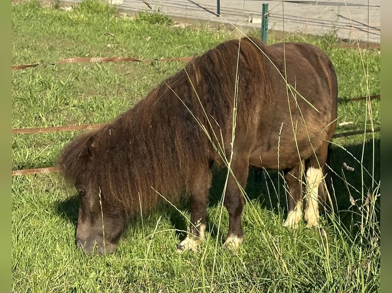 Mini poney Shetland Jument 9 Ans 72 cm Noir in Langerringen