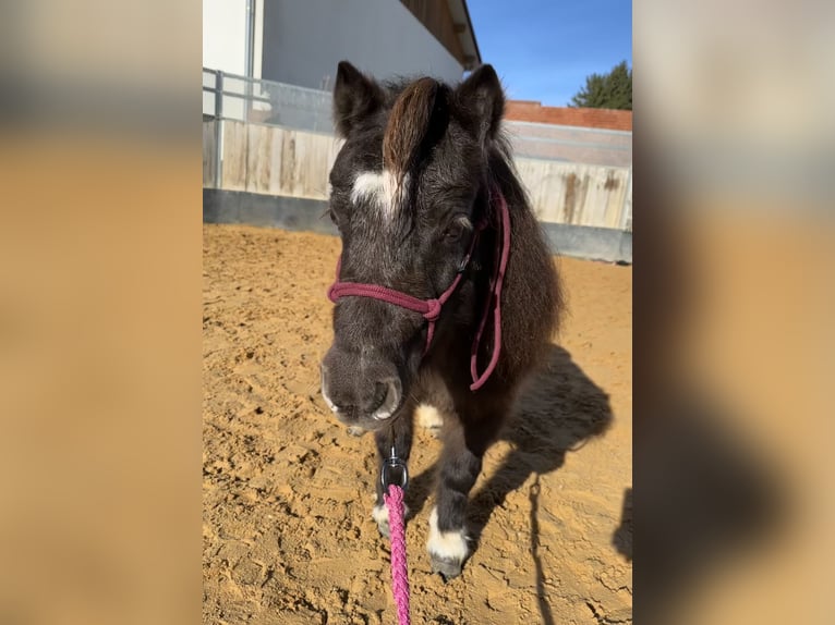 Mini poney Shetland Jument 9 Ans 72 cm Noir in Langerringen