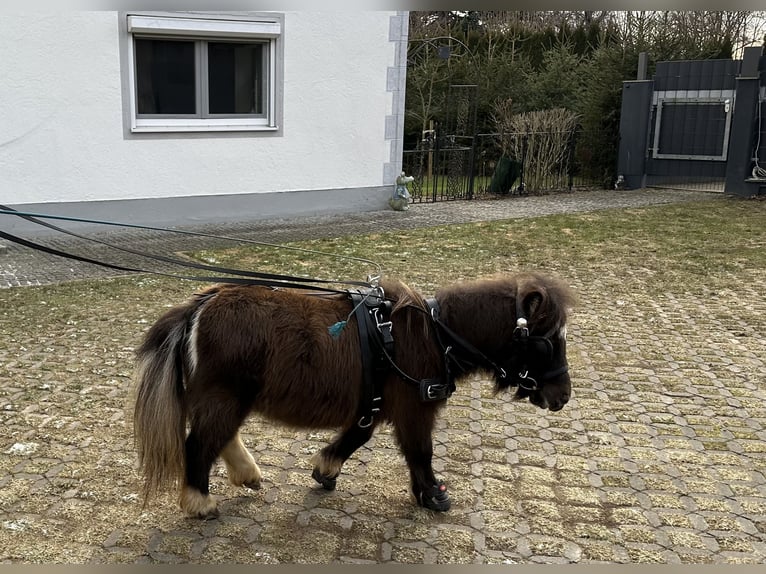 Mini poney Shetland Jument 9 Ans 72 cm Noir in Langerringen