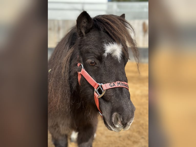 Mini poney Shetland Jument 9 Ans 72 cm Noir in Langerringen