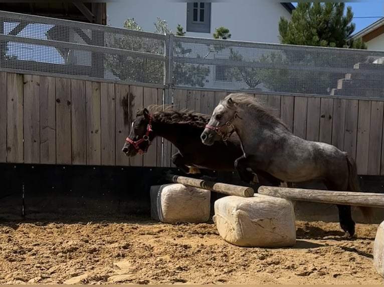 Mini poney Shetland Jument 9 Ans 72 cm Noir in Langerringen