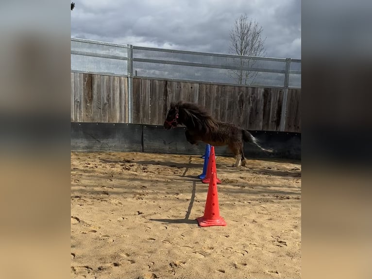 Mini poney Shetland Jument 9 Ans 72 cm Noir in Langerringen