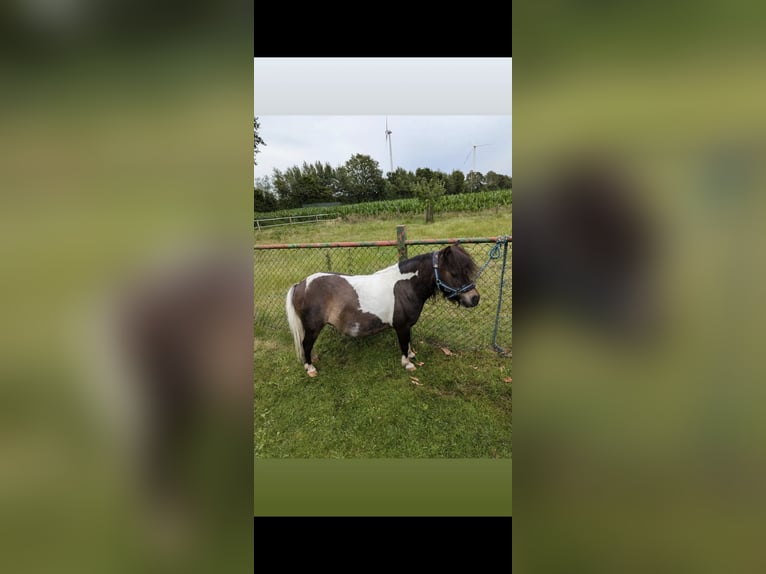 Mini poney Shetland Jument 9 Ans 82 cm Pinto in Heiden