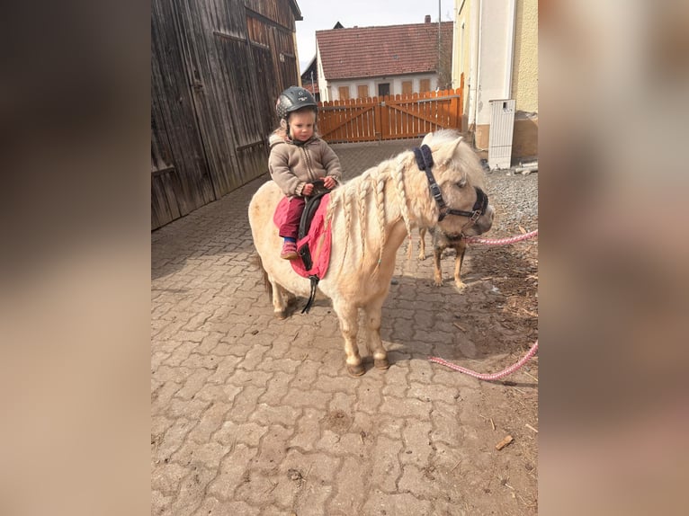 Mini poney Shetland Jument 9 Ans 85 cm Palomino in Burgkunstadt