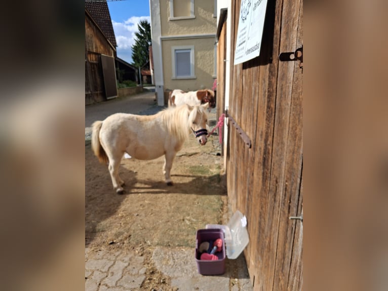Mini poney Shetland Jument 9 Ans 85 cm Palomino in Burgkunstadt