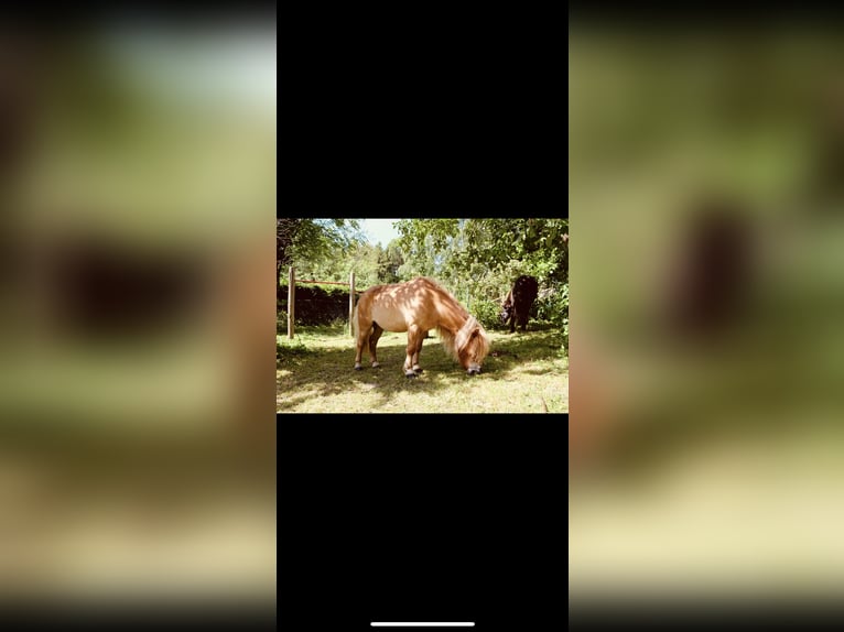 Mini poney Shetland Jument 9 Ans Alezan in Saarbr&#xFC;cken