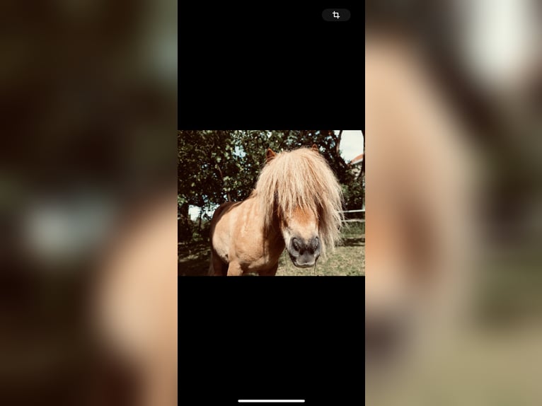 Mini poney Shetland Jument 9 Ans Alezan in Saarbr&#xFC;cken