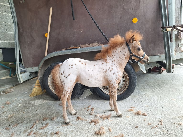 Mini poney Shetland Jument Poulain (04/2025) 60 cm Léopard in Schemmerhofen