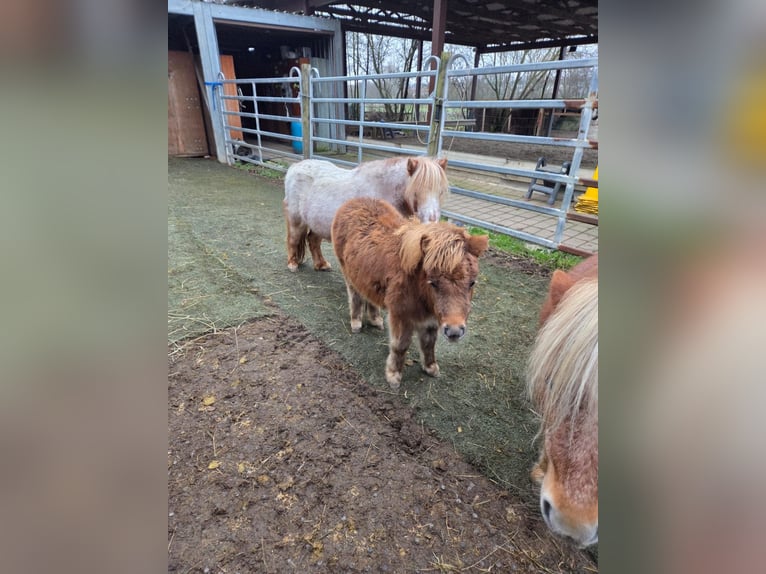 Mini poney Shetland Jument Poulain (06/2025) 80 cm Alezan in Gau Bickelheim