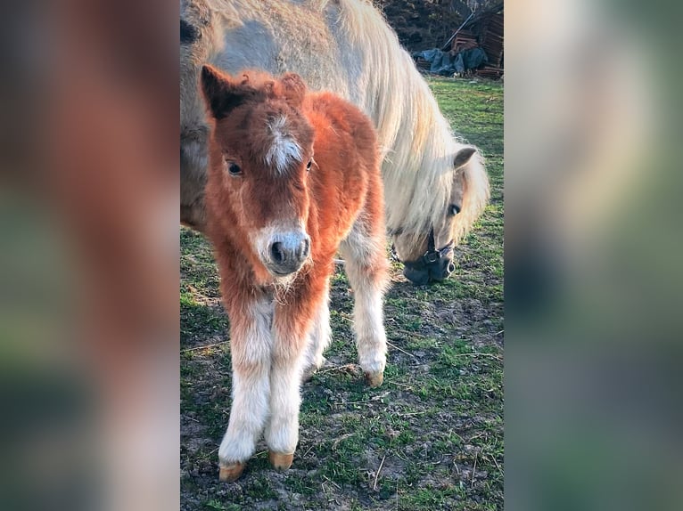 Mini poney Shetland Jument Poulain (04/2025) 83 cm Alezan in K&#xF6;nigsberg in Bayern