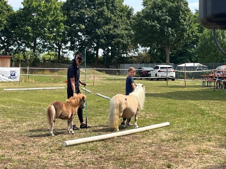 Mini poney Shetland Jument Poulain (04/2025) 83 cm Alezan in K&#xF6;nigsberg in Bayern