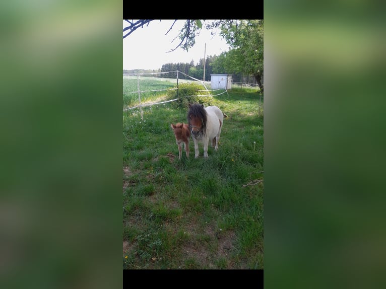 Mini poney Shetland Jument Poulain (05/2025) 83 cm Bai in Tann