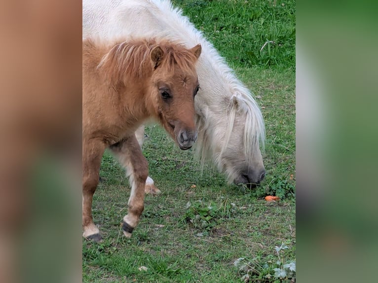Mini poney Shetland Jument Poulain (04/2025) 84 cm Isabelle in Alsdorf