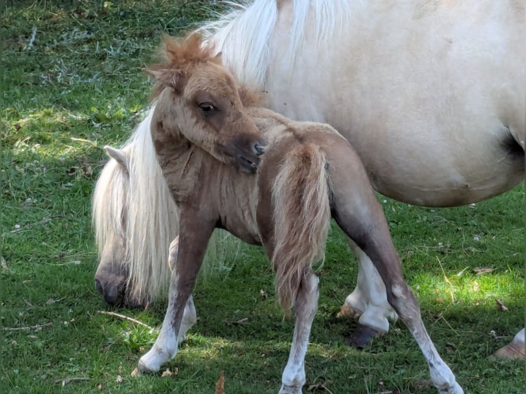 Mini poney Shetland Jument Poulain (04/2025) 84 cm Isabelle in Alsdorf
