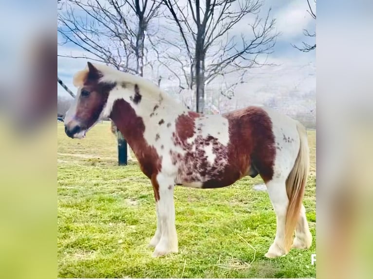 Mini pony Shetland Caballo castrado 10 años 102 cm Tobiano-todas las-capas in Riverhead NY