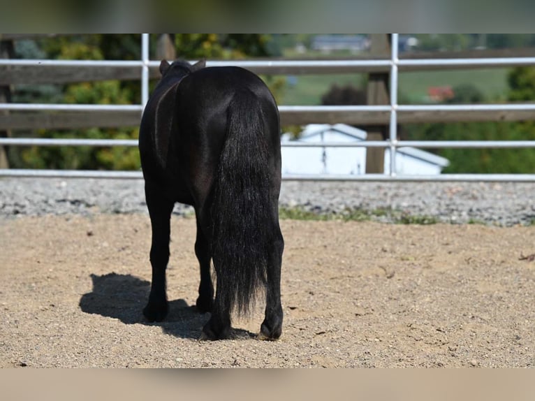 Mini pony Shetland Caballo castrado 10 años 94 cm Negro in Millersburg OH