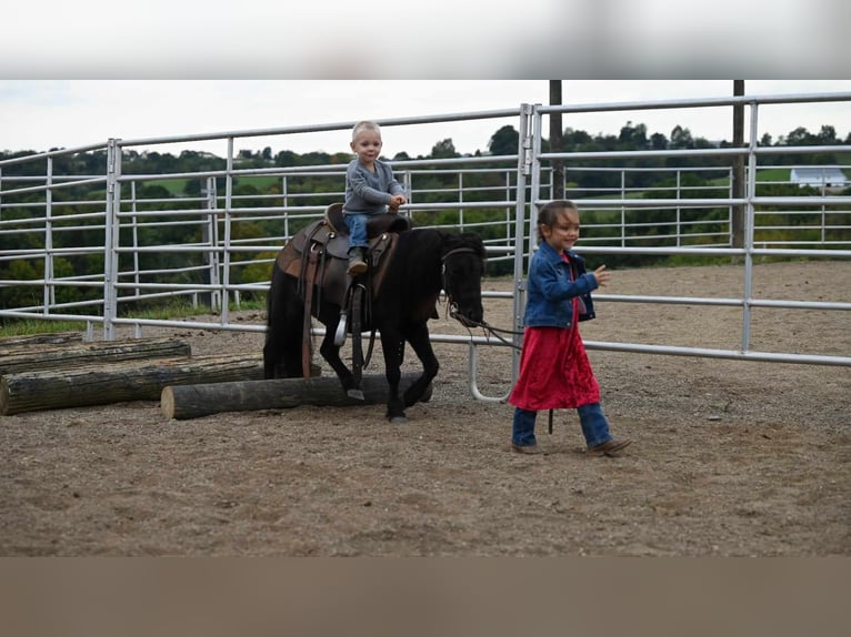 Mini pony Shetland Caballo castrado 10 años 94 cm Negro in Millersburg OH