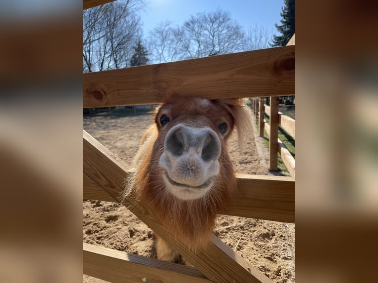 Mini pony Shetland Caballo castrado 10 años 95 cm Alazán in Bad Honnef
