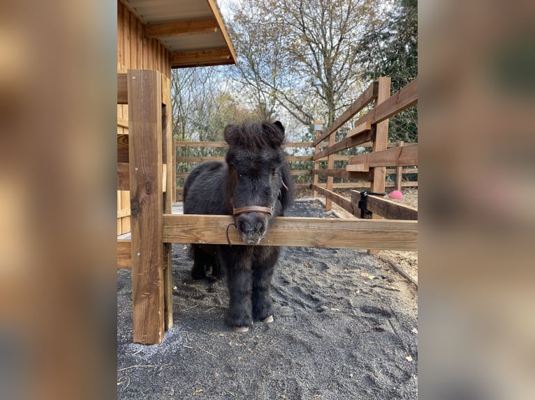 Mini pony Shetland Caballo castrado 10 años 95 cm Alazán in Bad Honnef