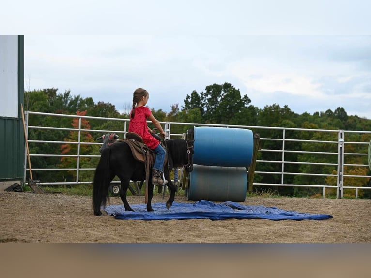 Mini pony Shetland Caballo castrado 11 años 94 cm Negro in Millersburg OH