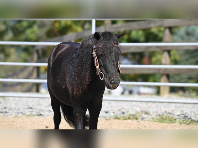 Mini pony Shetland Caballo castrado 11 años 94 cm Negro in Millersburg OH