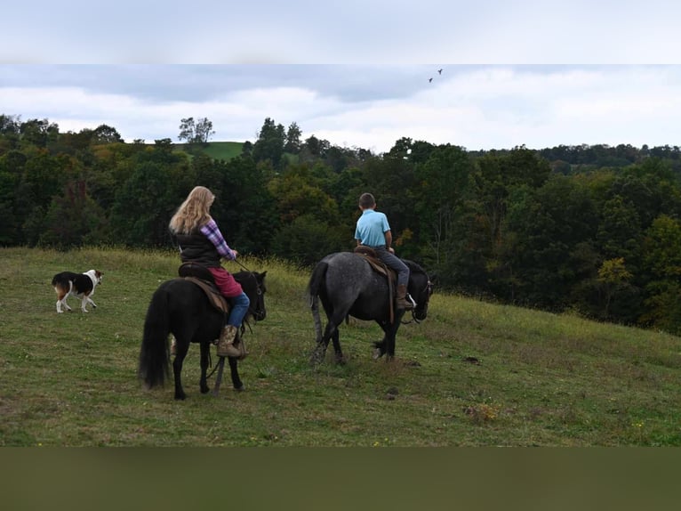 Mini pony Shetland Caballo castrado 11 años 94 cm Negro in Millersburg OH