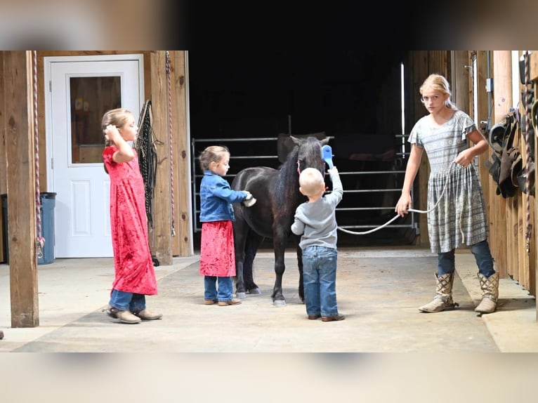 Mini pony Shetland Caballo castrado 11 años 94 cm Negro in Millersburg OH