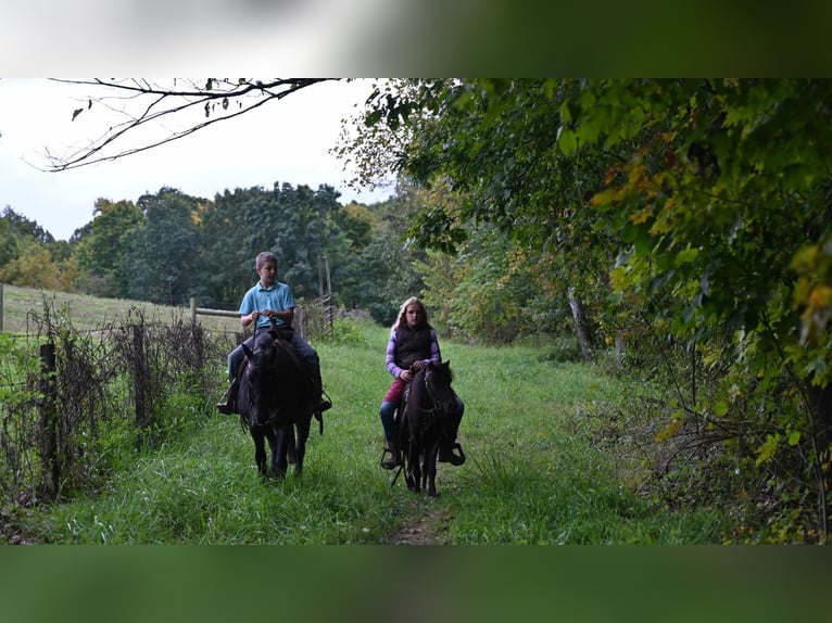 Mini pony Shetland Caballo castrado 11 años 94 cm Negro in Millersburg OH