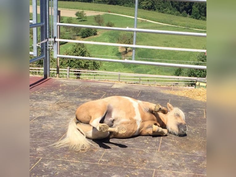 Mini pony Shetland Caballo castrado 12 años 78 cm Palomino in Wutöschingen