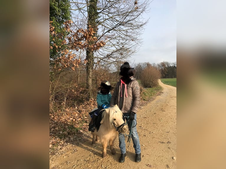 Mini pony Shetland Caballo castrado 12 años 78 cm Palomino in Wutöschingen