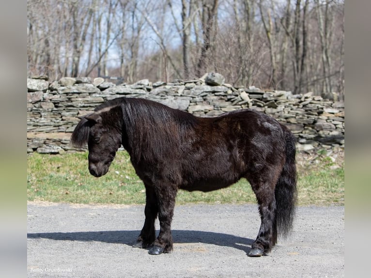 Mini pony Shetland Caballo castrado 12 años 99 cm Negro in Everett PA