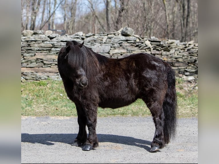 Mini pony Shetland Caballo castrado 12 años 99 cm Negro in Everett PA